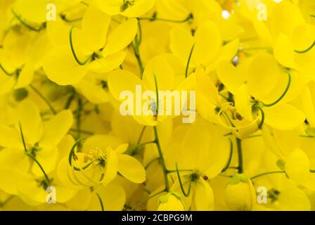 Goldene Dusche. Gelbe Blüten blühen im Sommer. Stockfoto