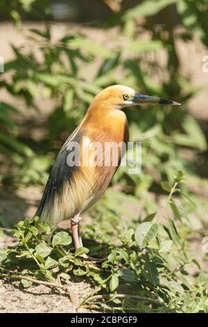 Ein indischer Teichreiher oder Paddybird (Ardeola greyii), ein kleiner Reiher aus dem südlichen Iran, dem indischen Subkontinent, Myanmar und Sri Lanka. Stockfoto