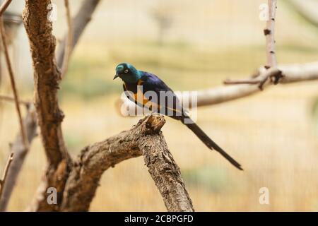 Ein goldreihiger Star (Lamprotornis regius), auch als königlicher Star bekannt, ein Vogel aus dem Nordosten Afrikas, thront auf einem Baumzweig. Stockfoto