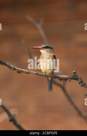 Ein Braunkohlensieger (Halcyon albiventris), eine Vogelart aus der Unterfamilie Halcyoninae, den Baumeisvögeln, die in Afrika südlich der Sahara beheimatet sind. Stockfoto