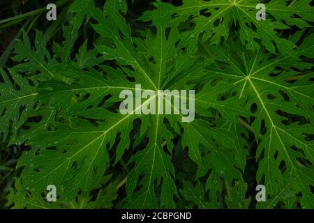 Frische und grüne Blätter, natürliche Hintergründe.lowkey Schuss Konzept. Stockfoto