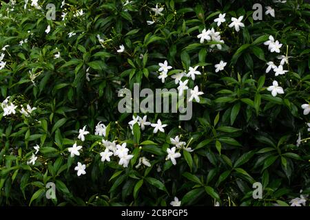 Kleine weiße Blüten auf grünem Blatthintergrund. Stockfoto