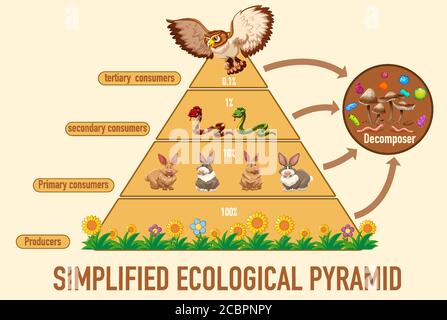 Wissenschaft vereinfacht ökologische Pyramide Illustration Stock Vektor