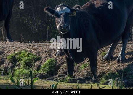 Eine kalifornische Freikühe hält am Rande eines Viehteiches inne und schaut auf den Fotografen. Stockfoto