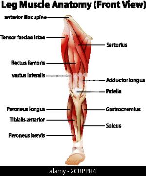 Abbildung: Anatomie der Beinmuskulatur (Vorderansicht) Stock Vektor