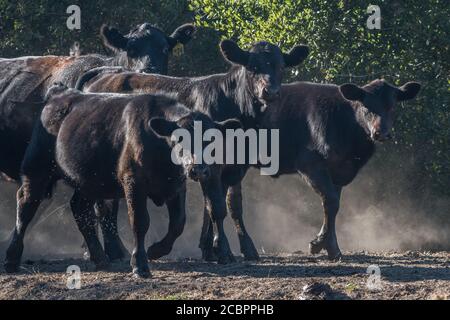 An einem heißen Tag in Kalifornien wandern mehrere Kuhkalfen auf einem staubigen Pfad entlang. Stockfoto
