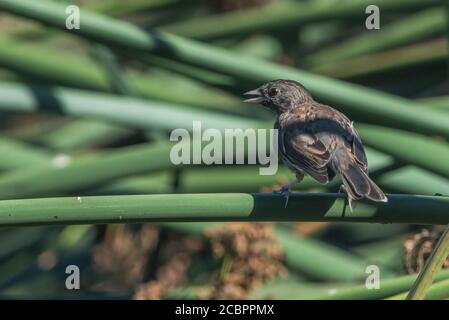 Ein jugendlicher junco, der in der Gegend von East Bay in Kalifornien in der Nähe eines Viehteiches im Schilfrohr sitzt. Stockfoto