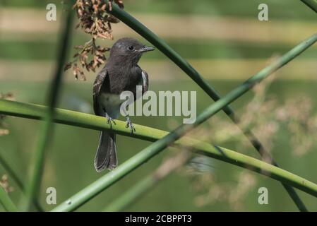 Eine schwarze phoebe (Sayornis nigricans), die in der Vegetation entlang eines Viehteiches in der San Francisco Bay Area von Kalifornien thront. Stockfoto