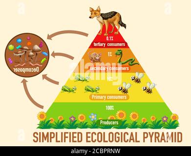 Wissenschaft vereinfacht ökologische Pyramide Illustration Stock Vektor