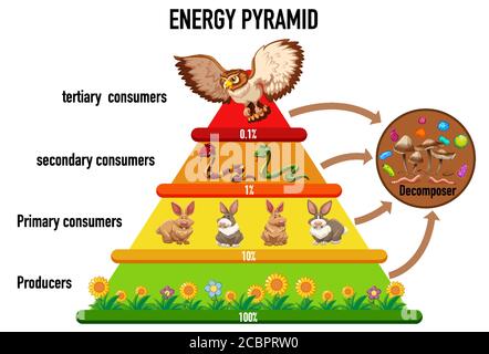 Wissenschaft vereinfacht ökologische Pyramide Illustration Stock Vektor