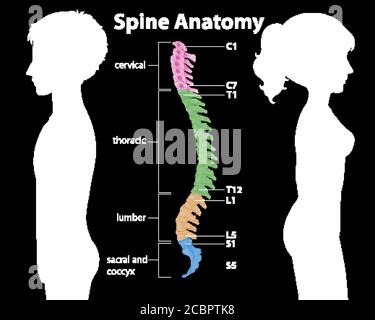 Anatomie der Wirbelsäule oder Wirbelsäulenkurven Infografik Stock Vektor