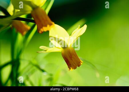 Ein Nahaufnahme eines schönen Garten Narzissen oder Narzissus Blume (Amaryllidaceae Familie), leuchtend gelb. Geringe Schärfentiefe. Stockfoto