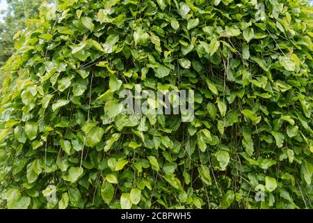 Sommerblatt eines Laub weinenden weißen Maulbeerbaumes (Morus alba 'Pendula'), der in einem Garten in Rural Devon, England, Großbritannien wächst Stockfoto