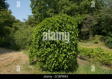 Sommerblatt eines Laub weinenden weißen Maulbeerbaumes (Morus alba 'Pendula'), der in einem Garten in Rural Devon, England, Großbritannien wächst Stockfoto