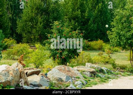 Ein einsamer Baum mit Eschenbeeren auf einer Lichtung zwischen den Steinen. Foto aufgenommen in Tscheljabinsk, Russland. Stockfoto