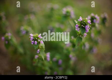 Lamium purpureum wachsen im Sommergarten. Einjährige oder zweijährige krautige Pflanzen. Wilde lila Blüten. Stockfoto
