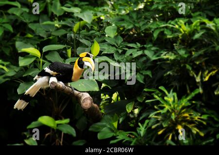 Gelber Hornbill, großer Hornbill, großer indischer Hornbill, großer Hornbill im grünen Thema Regenwald Stockfoto