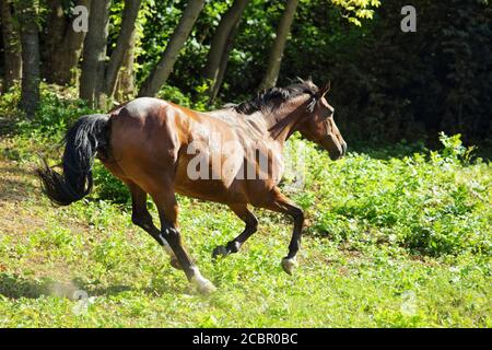 In der Nähe des Andalusischen Pferdes stabil bei den Rest galoppieren. Stockfoto