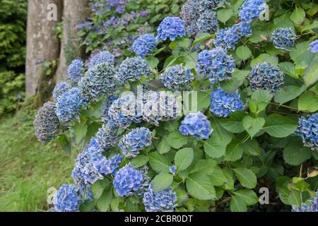 Herbstfarben auf den Blumen einer MOPHEAD Enzian Dome Hydrangea (Hydrangea macrophylla 'Enziandom') in einem Woodland Garden in Rural Devon, England, UK Stockfoto