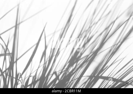 Schattenüberlagerungseffekt für das Foto. Gras und Pflanzen Schatten auf weißen sauberen Wand in Sonnenlicht Stockfoto