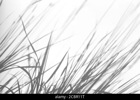 Schattenüberlagerungseffekt für das Foto. Gras und Pflanzen Schatten auf weißen sauberen Wand in Sonnenlicht Stockfoto