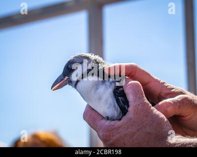 Puffling, ein Papageientaucher, wird von einem Boot vor der Isle of May befreit Stockfoto