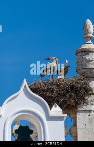 Storch nistet auf Arco da Vila, einem mittelalterlichen Tor in Faro, Algarve, Portugal Stockfoto