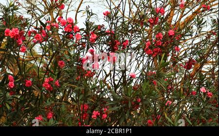 Rosa Oleander blüht im Sommer im Garten. Dies ist ein Strauch oder kleiner Baum in der Familie der Hagebauengewächse Apocynaceae. Stockfoto