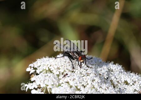 Schwarze Fliege sitzt auf weißen Blüten einer Pflanze Stockfoto