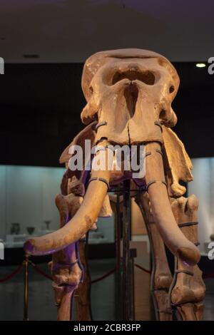 Luoyang, Provinz Henan / China - 5. Januar 2016: Skelett eines Elefanten ausgestellt im Luoyang Museum in Luoyang, China Stockfoto