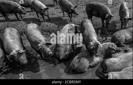 Große weiße Schweine trinken aus einem Wassertrog. Stockfoto