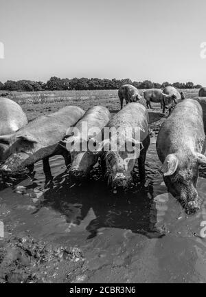 Große weiße Schweine trinken aus einem Wassertrog. Stockfoto