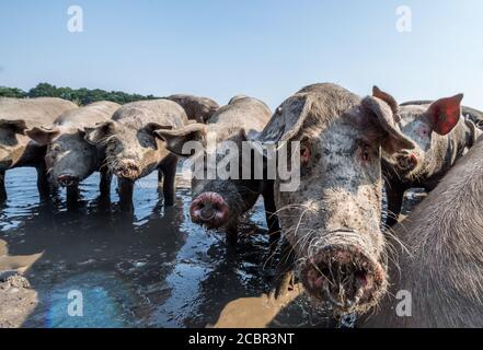 Große weiße Schweine trinken aus einem Wassertrog. Stockfoto