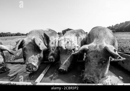 Große weiße Schweine trinken aus einem Wassertrog. Stockfoto