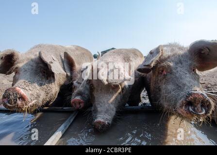 Große weiße Schweine trinken aus einem Wassertrog. Stockfoto