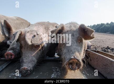 Große weiße Schweine trinken aus einem Wassertrog. Stockfoto