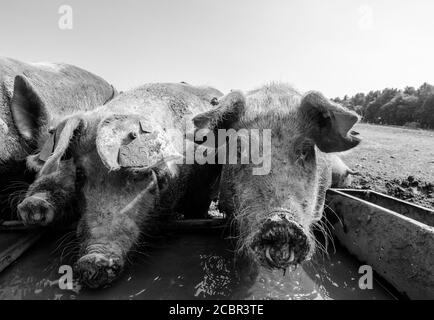 Große weiße Schweine trinken aus einem Wassertrog. Stockfoto