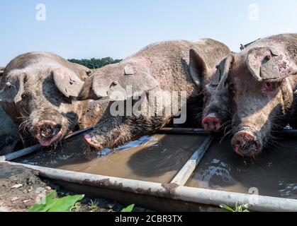 Große weiße Schweine trinken aus einem Wassertrog. Stockfoto