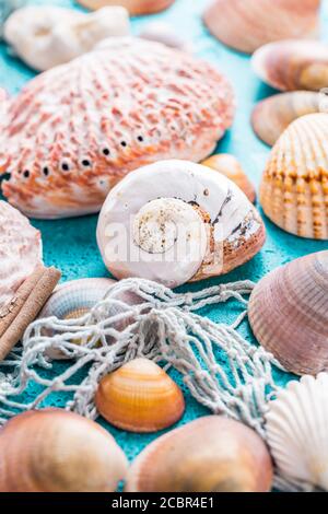 Auswahl an Muscheln auf blauem Hintergrund. Sommer Strand und Urlaub Konzept. Stockfoto