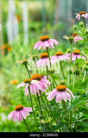Echinacea purpurea im Garten. Heilpflanze für medizinische Zwecke in der pharmazeutischen Industrie verwendet. Stockfoto