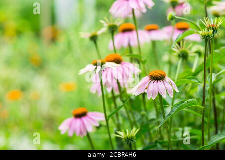 Echinacea purpurea im Garten. Heilpflanze für medizinische Zwecke in der pharmazeutischen Industrie verwendet. Stockfoto