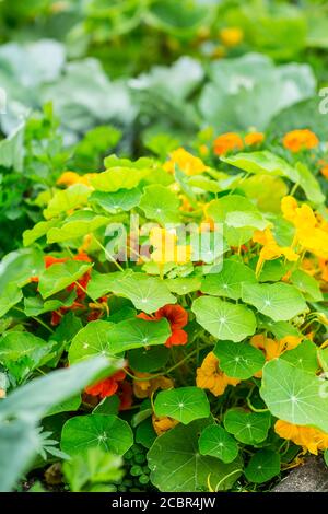 Tropeolum majus - Garten Kapuzinerkresse oder indische Kresse im Garten. Essbare Pflanze für Ziersalat Zutat verwendet. Stockfoto