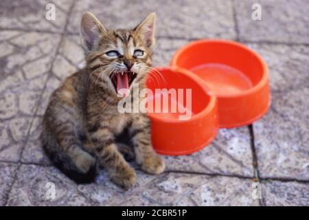 Lustige tabby Kätzchen sitzt in der Nähe einer leeren Schüssel mit einem offenen Mund. Hungrige Katze gähnt. Stockfoto