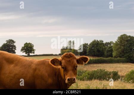 Blick auf Kuh in Herefordshire Feld mit dunklen Himmel starren Bei der Kamera Stockfoto