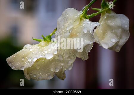 Ein Stamm aus weißen, süßen Erbsenblüten, bedeckt mit Regentropfen Nach einer Sommerdusche Stockfoto