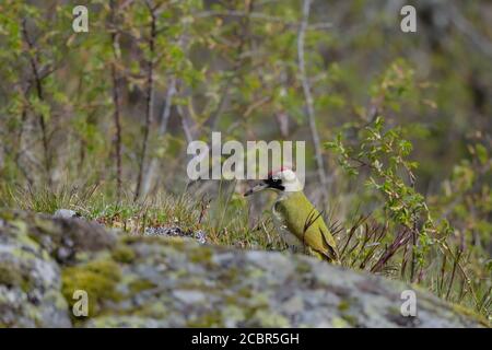 Europäischer Grünspecht (Picus viridis) weiblich, auf der Nahrungssuche für etwas leckeres auf dem Boden in Ågesta, Schweden. Stockfoto