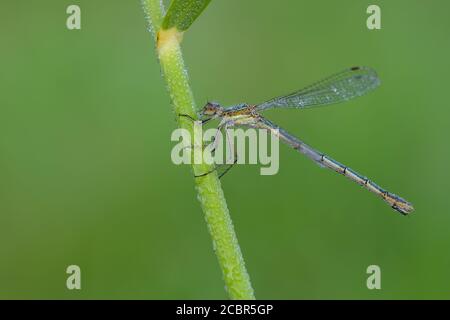 Smaragddamselfly (Lestes sponsa) weiblich, trocknet seine Flügel aus dem Morgentau. Stockfoto