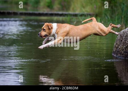 American Staffordshire Terrier springen in den See Stockfoto