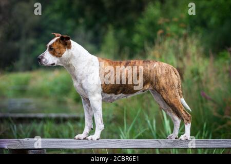 Porträt eines gestromten amerikanischen Staffordshire Terrier, stehend Stockfoto