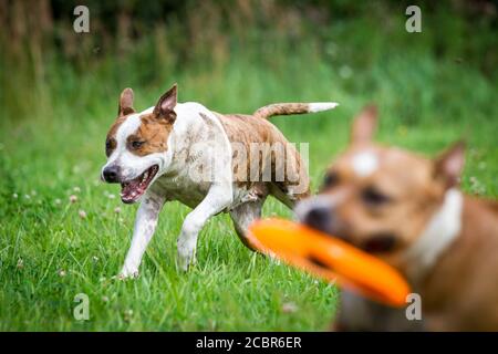 Zwei amerikanische Staffordshire Terrier Hunde spielen Stockfoto